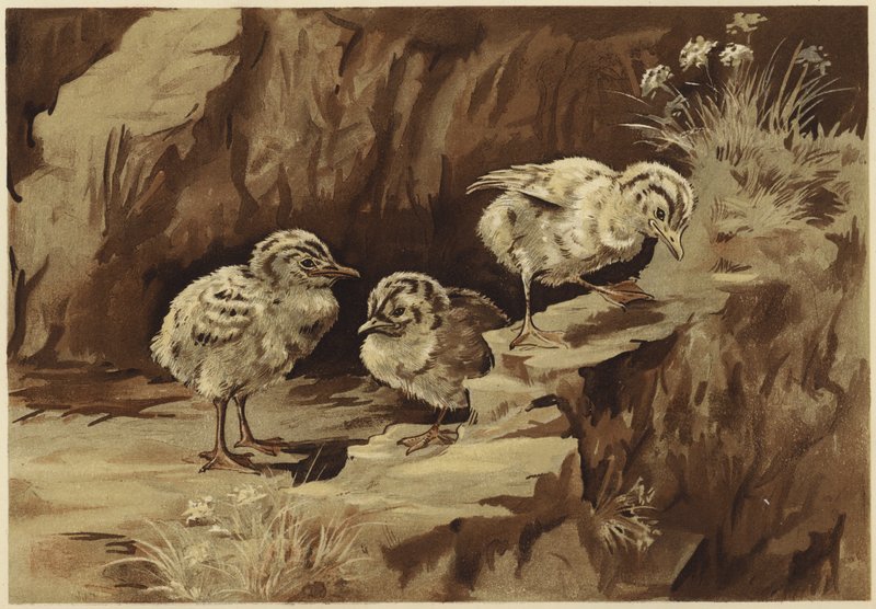 Skála racků (litho) od N. Parker