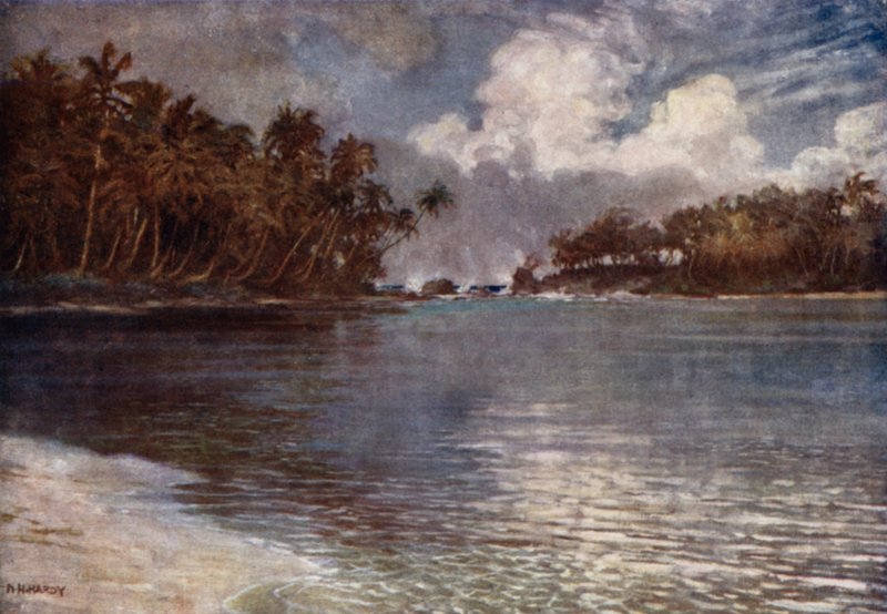 Od útesu a palmy (barevné lito) od Norman Hardy
