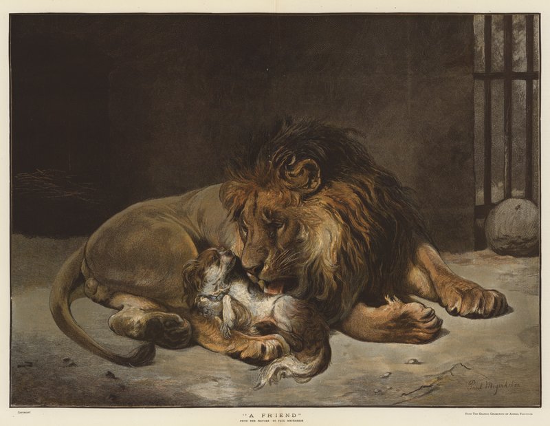 přítel (chromolitho) od Paul Friedrich Meyerheim
