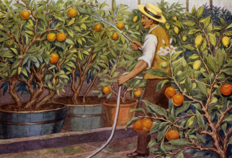 Pomeranče a citrony (barva litho) od Percy James Billinghurst