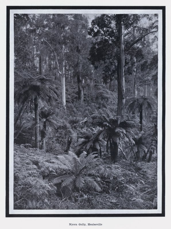 Nyora Gully, Healesville (černobílá fotografie) od Photographer Australian