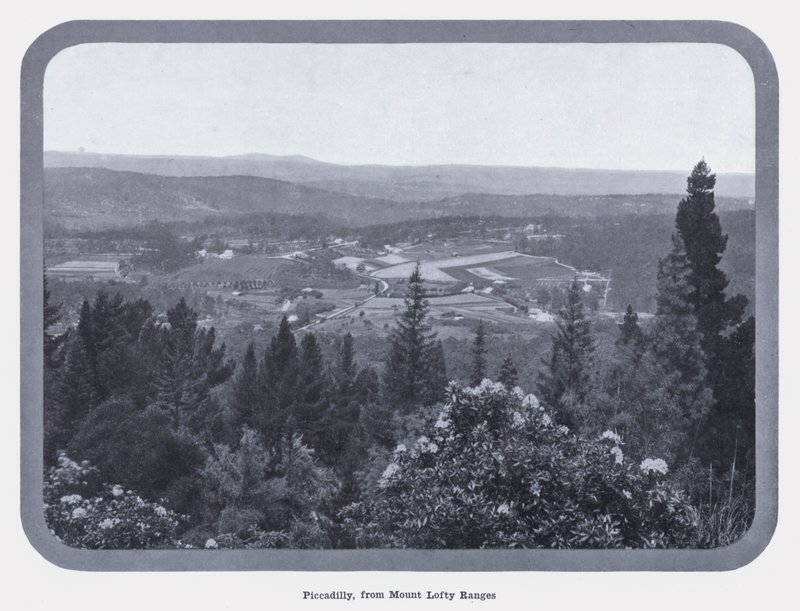 Piccadilly, z Mount Lofty Ranges (černobílá fotografie) od Photographer Australian