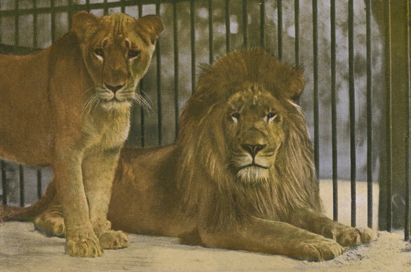 Kolínská zoo, Lvi (foto) od Photographer German