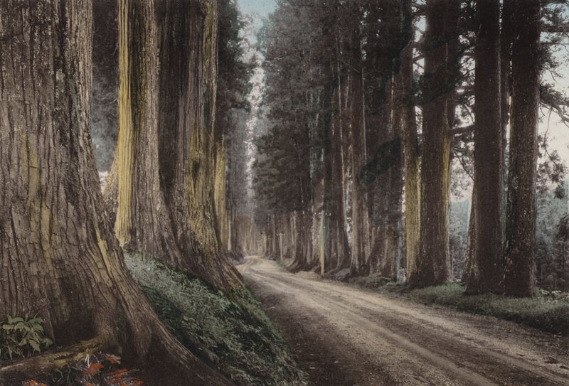 Japonsko, kolem roku 1912: Cryptomeria Road, Nikko (foto) od Photographer Japanese
