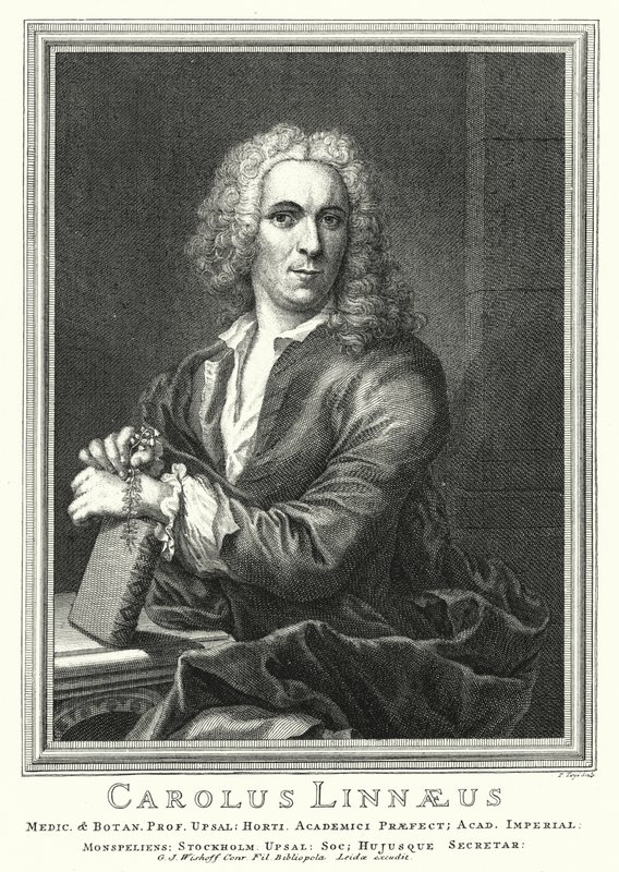 Carl Linnaeus , švédský botanik a zoolog (rytina) od Pierre Tanje