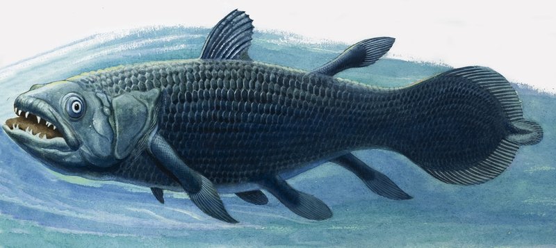 Coelacanth od R.B. Davis