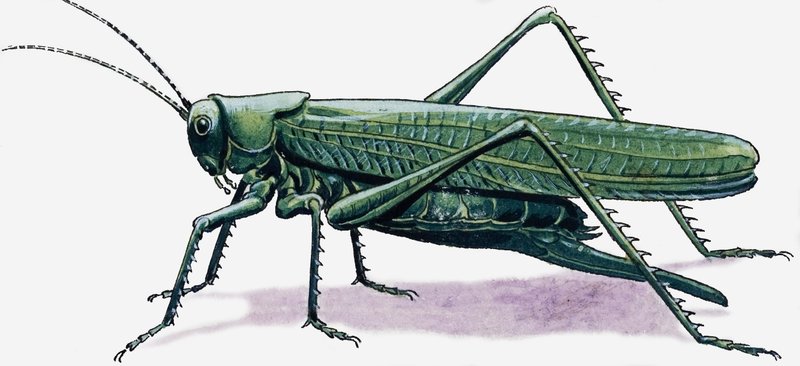 Grasshopper od R.B. Davis