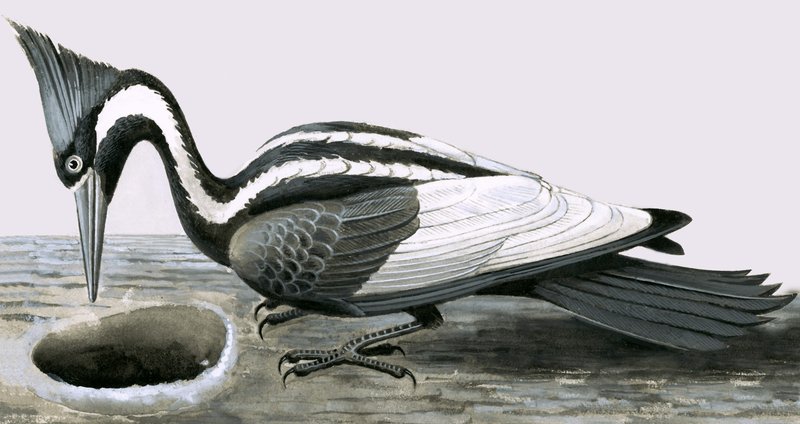 Datel slonohlavý od R.B. Davis