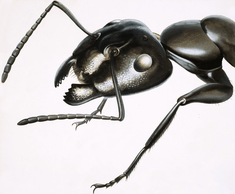 Malá monstra: The Mighty Ant od R.B. Davis
