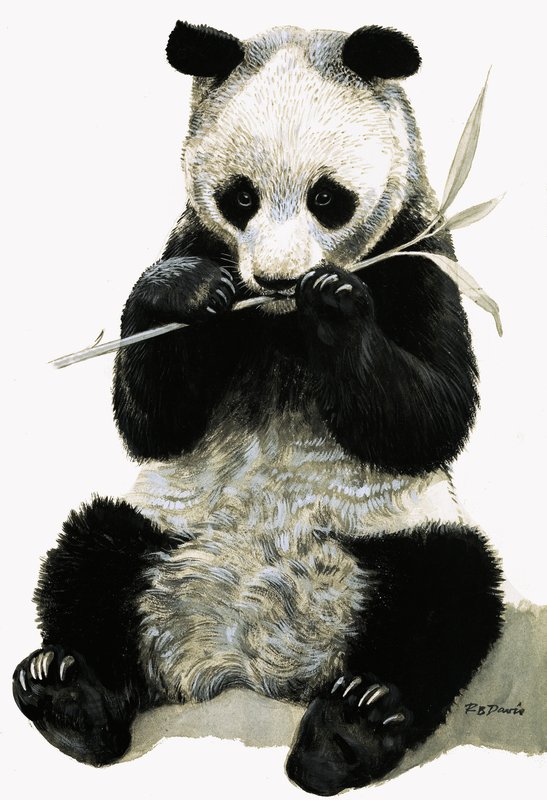 Panda od R.B. Davis