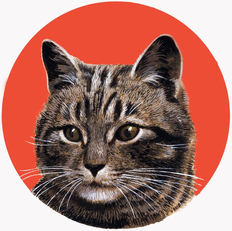 Kočka Tabby, z knihy 