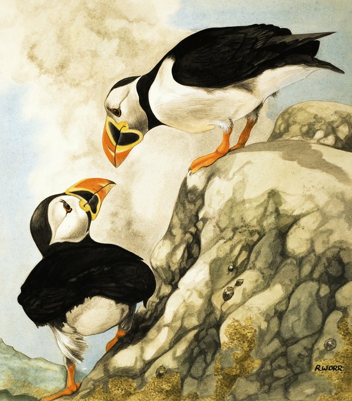 Puffin od R. Worr