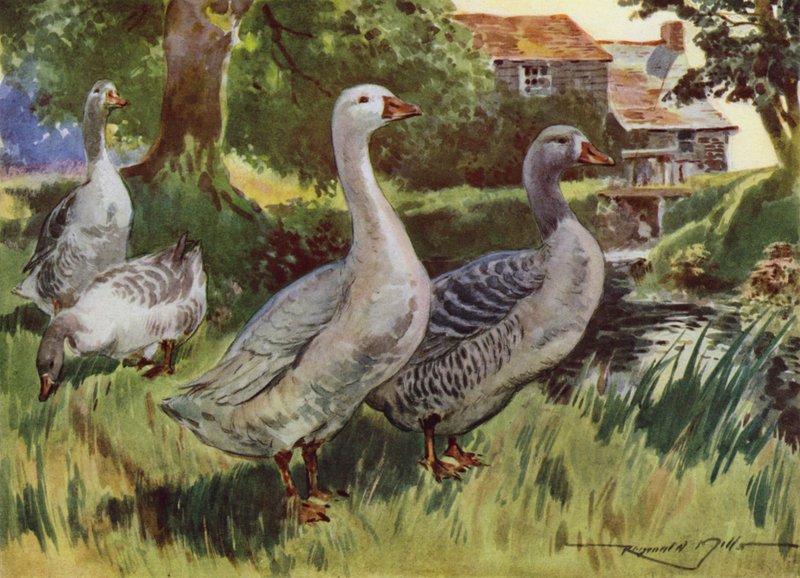Ilustrace pro Moje farma (barevné lito) od Reginald Mills