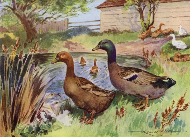 Ilustrace pro Moje farma (barevné lito) od Reginald Mills
