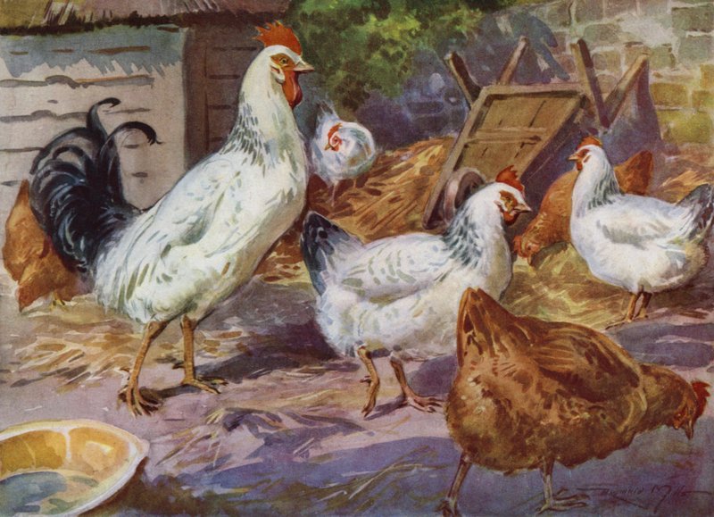 Ilustrace pro Moje farma (barevné lito) od Reginald Mills