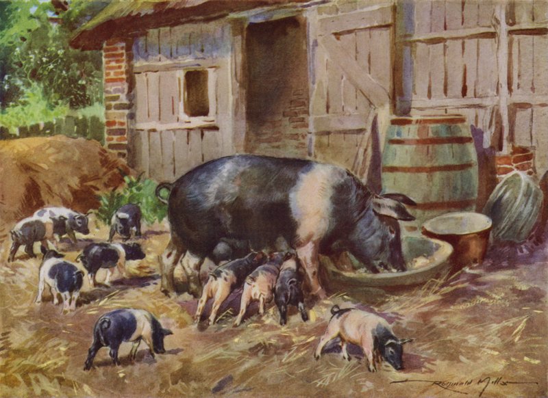 Ilustrace pro Moje farma (barevné lito) od Reginald Mills