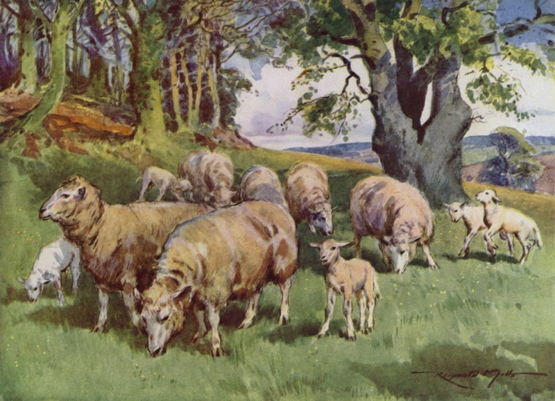Ilustrace pro Moje farma (barevné lito) od Reginald Mills
