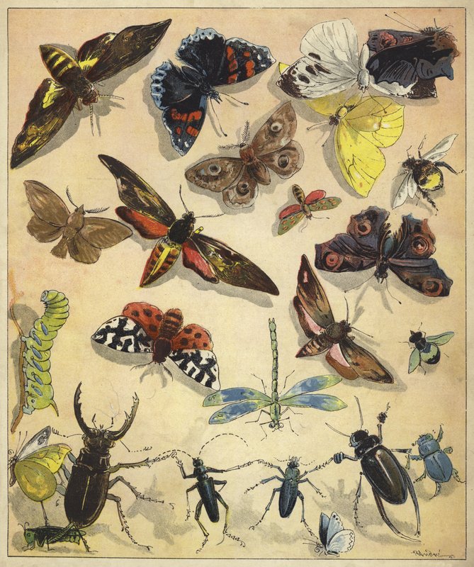 Hmyz (chromolitho) od Richard Andre