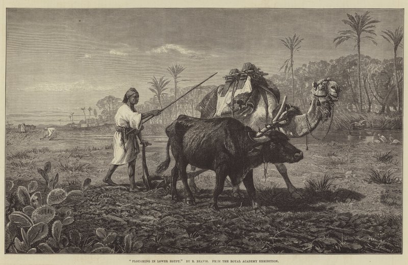 Orba v Dolním Egyptě od Richard Beavis
