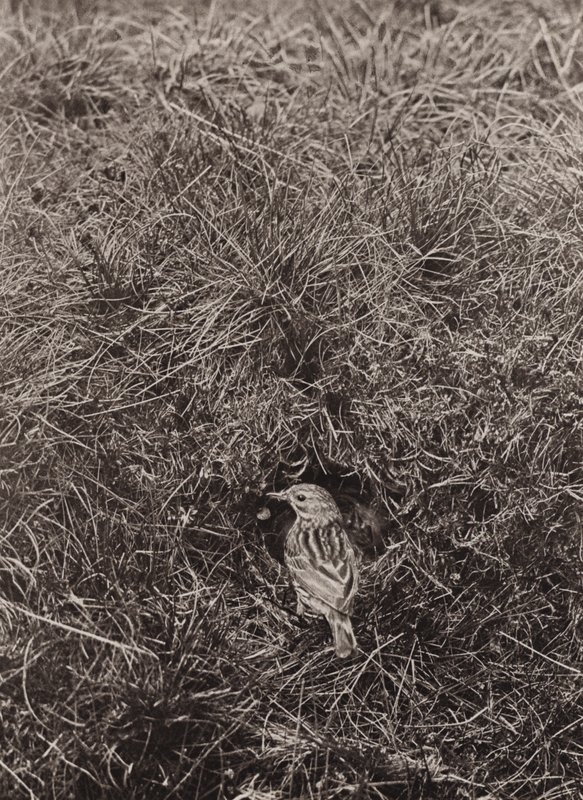 Pikanka luční (černobílá fotografie) od Richard and Cherry Kearton