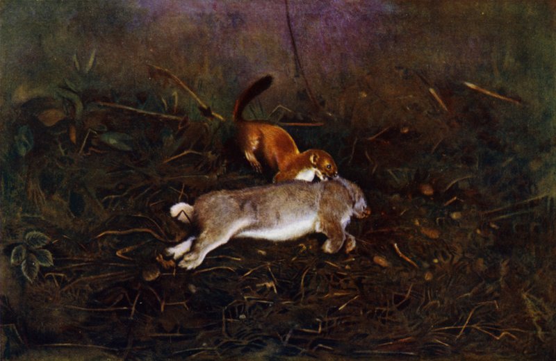 lasice (foto) od Richard and Cherry Kearton