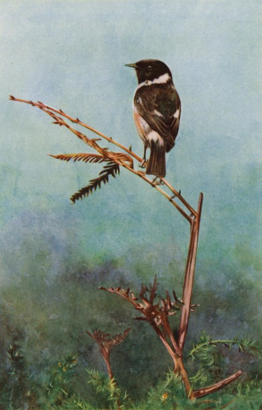 Stonechat (foto) od Richard and Cherry Kearton