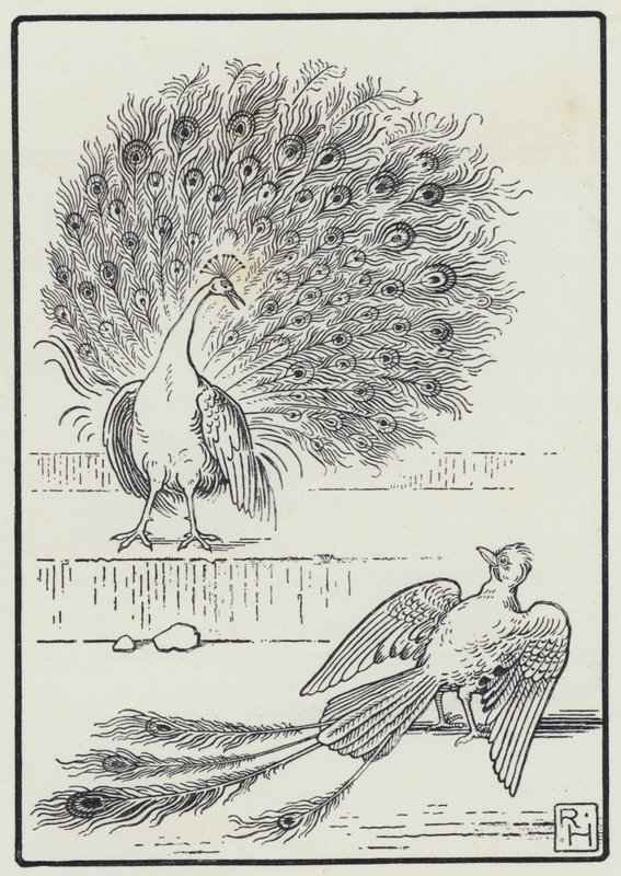 The Jay And The Peacock (rytina) od Richard Heighway