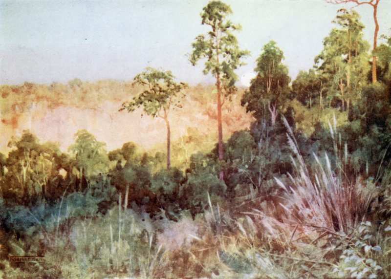 Džungle na Lashio Line od Robert George Talbot Kelly