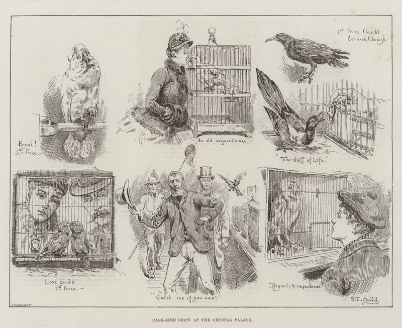 Cage-Bird Show v Crystal Palace od S.T. Dadd