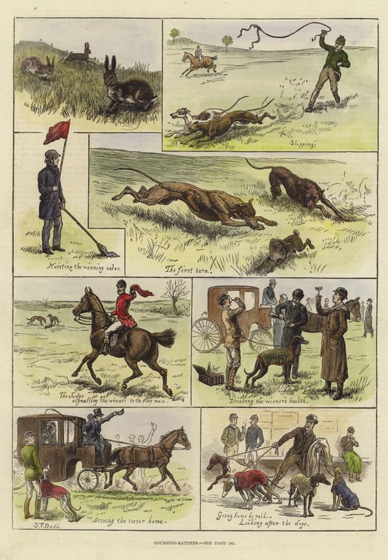 Coursingové zápasy od S.T. Dadd