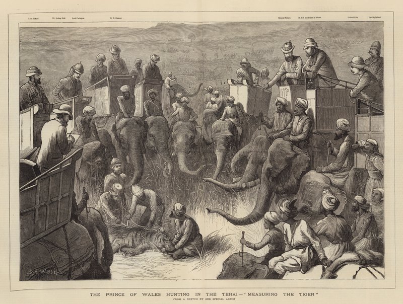 Princ z Walesu na lovu v Terai, měření tygra od Samuel Edmund Waller