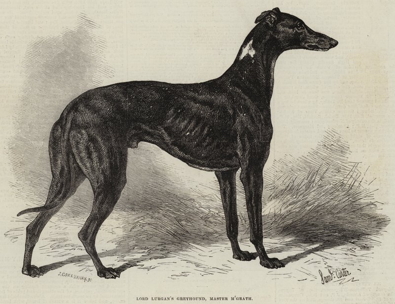 Greyhound lorda Lurgana, mistr M