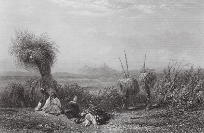 Austrálie: Grass Tree Plains (rytina) od Samuel (after) Prout