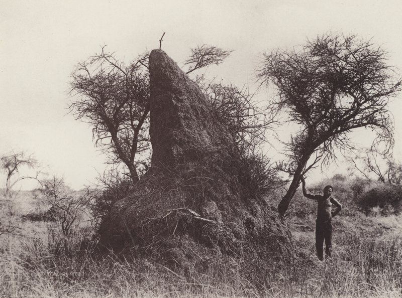 A Mammoth Antheap (černobílá fotografie) od South African Photographer