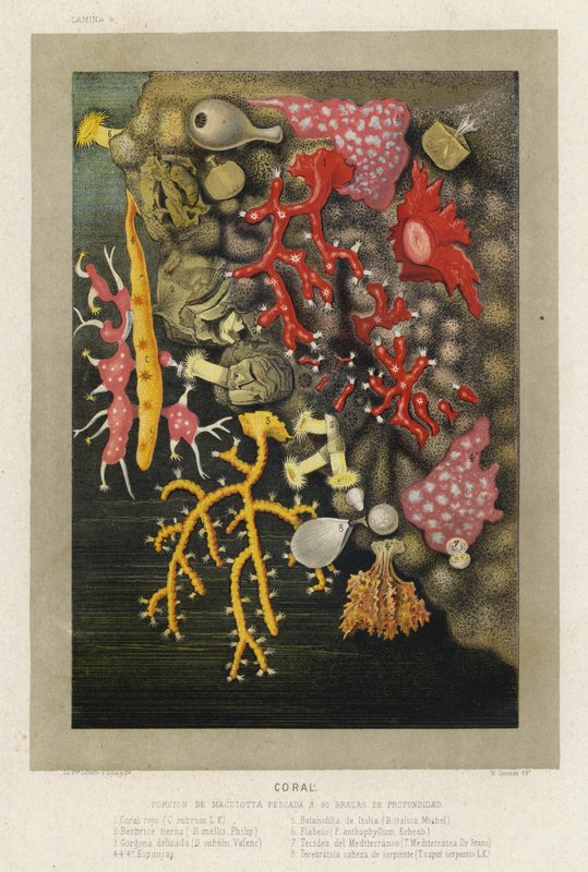 korál (chromolitho) od Spanish School