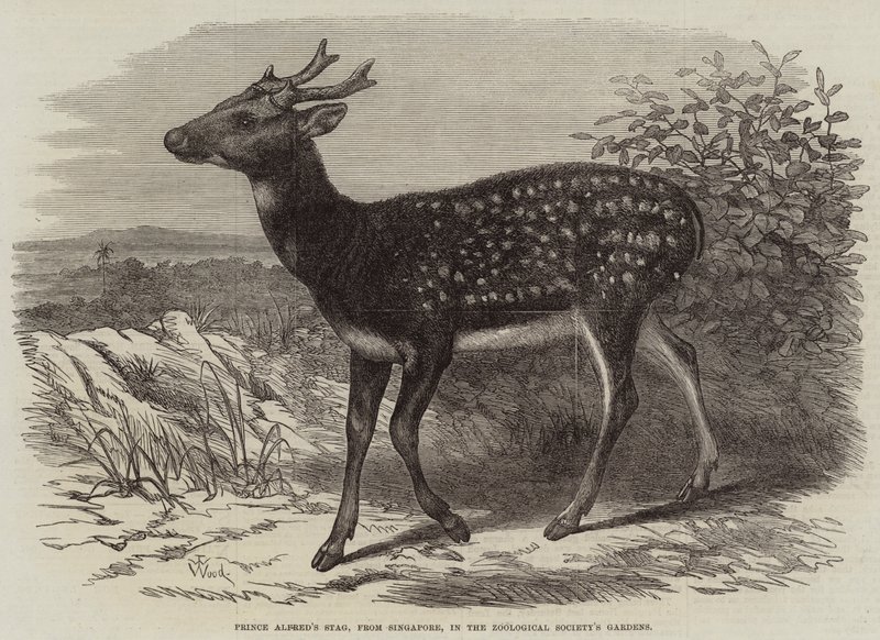 Prince Alfred