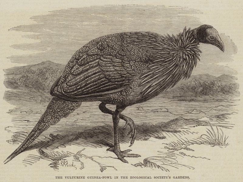 Supí perlička v zahradách Zoologické společnosti od Thomas W. Wood