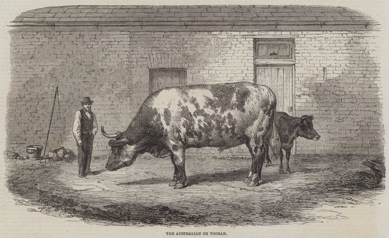 Australský Ox Tooran od Thomas Harrington Wilson