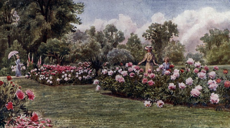 Kew Gardens: Pivoňky (barva litho) od Thomas Mower Martin