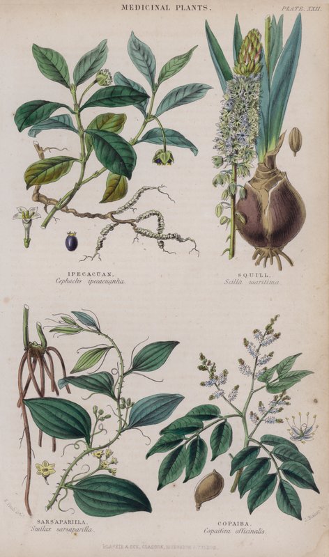Ipecacuanha; Squill; Sarsaparilla; Copaiba (barevná rytina) od W. Fitch