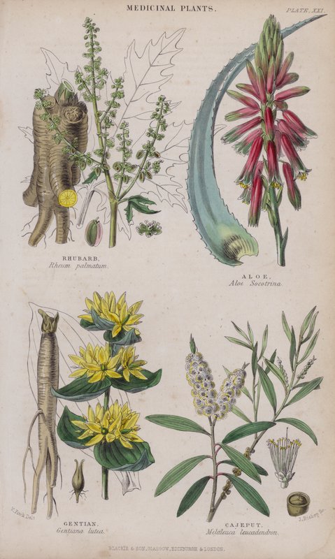Rebarbora; Aloe; Hořec; Cajeput (barevné rytí) od W. Fitch