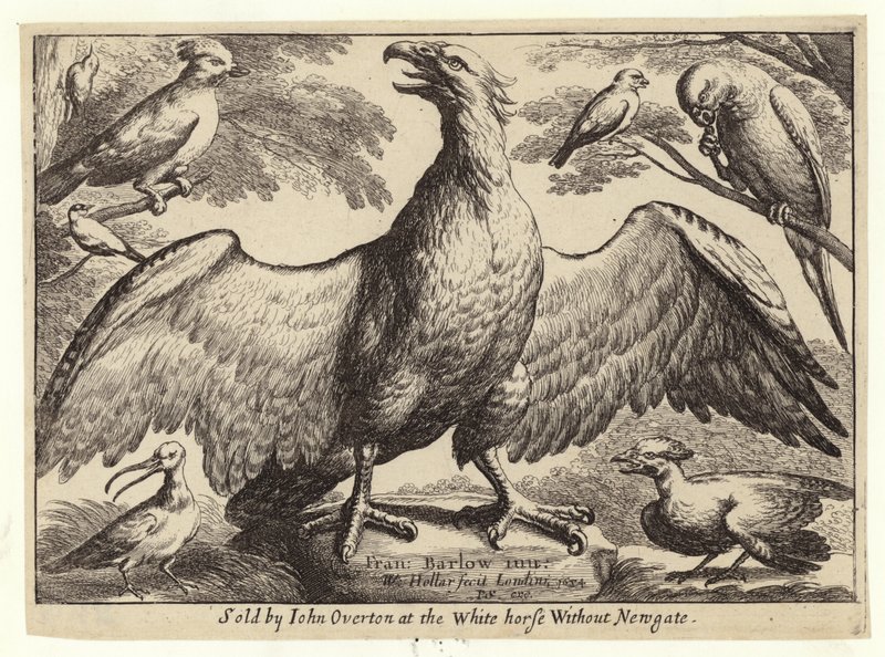 Orel a další ptáci od Wenceslaus Hollar