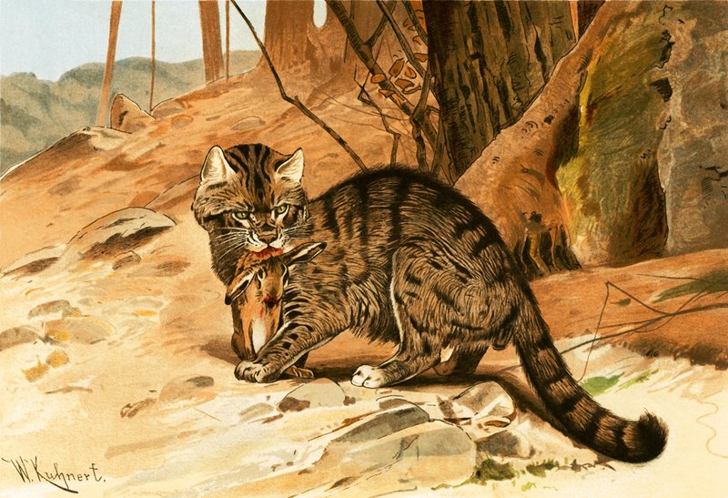 Divoká kočka od Wilhelm Kuhnert