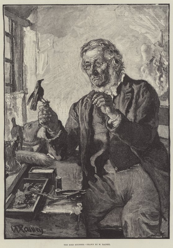 The Bird Stffer od William Rainey