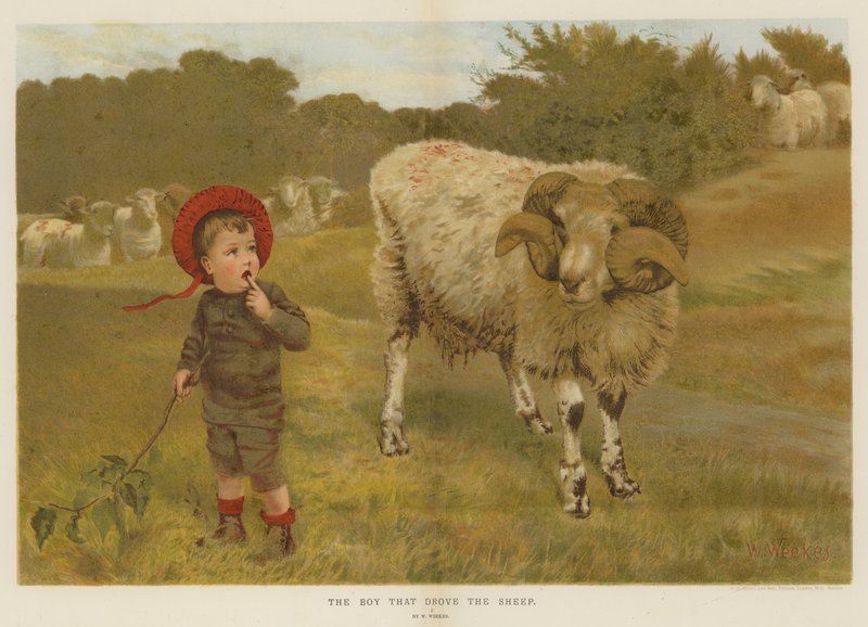 Chlapec, který řídil ovce (chromolitho) od William Weekes