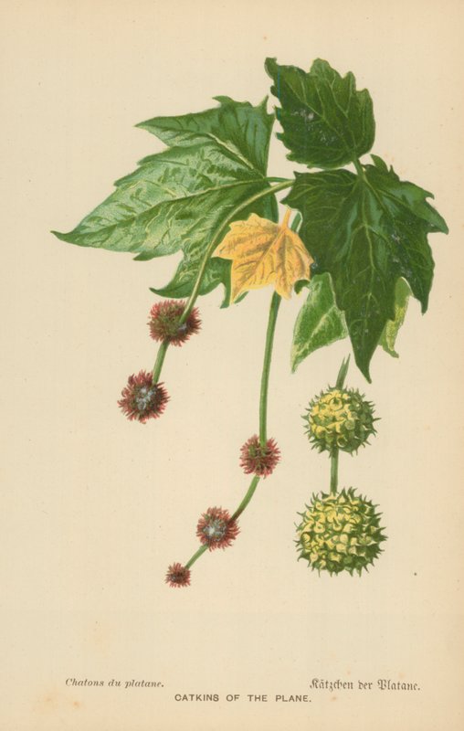 Catkins of the Plane od William Henry James Boot