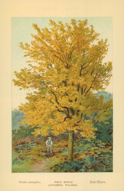 Javor polní (podzimní listí) od William Henry James Boot