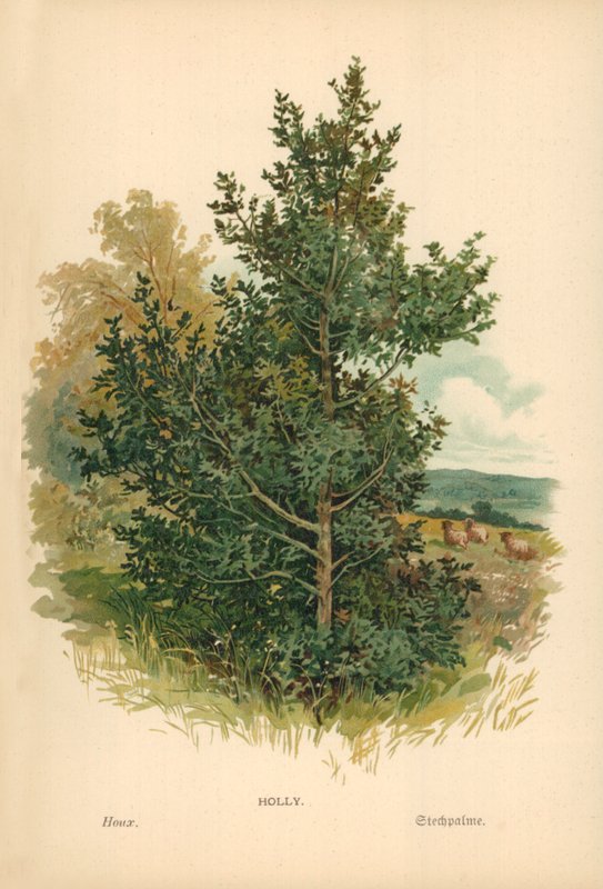 Cesmína od William Henry James Boot