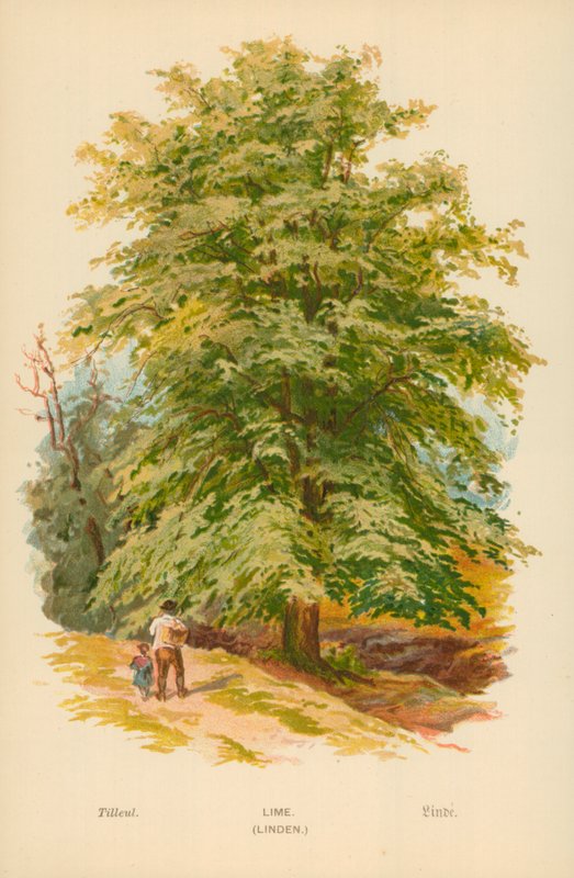 Limetka. (Lípa) od William Henry James Boot