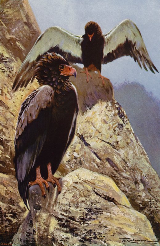 Bateleur Eagle od after Wilhelm Kuhnert
